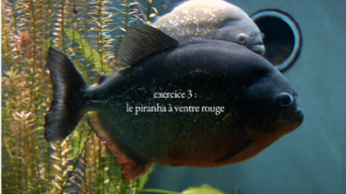 © Sophie Bélair Clément (2008)